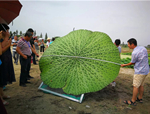 浙江省種植業(yè)局帶隊參觀人文園林文浦花園