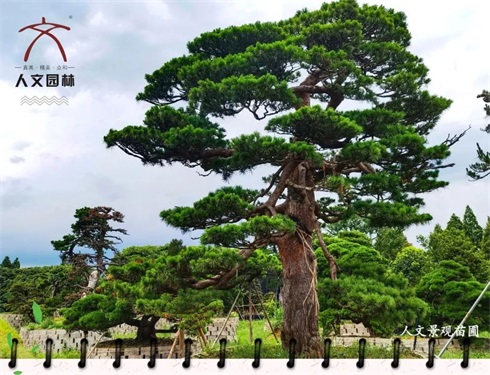 植樹節(jié)|“植”此青綠，共建美好人居
